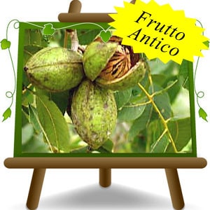 Noce Pecan Shawnee - immagine 2